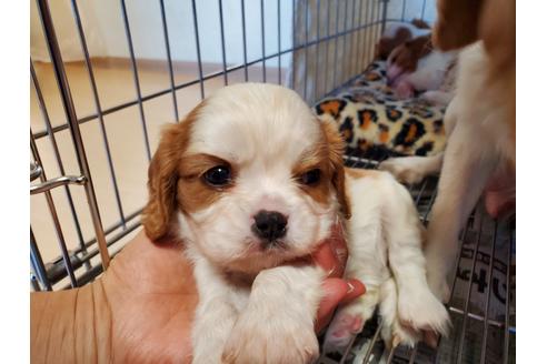 成約済の愛知県のキャバリアキングチャールズスパニエル-89226の2枚目