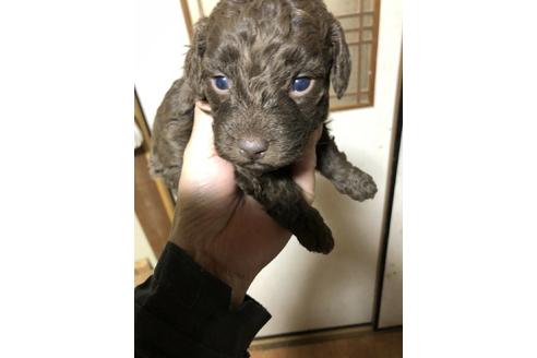 成約済の山口県のミックス犬-89598