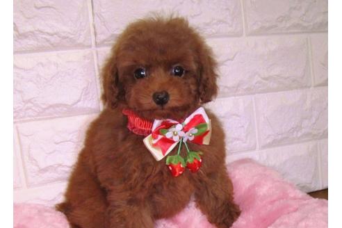 成約済の茨城県のトイプードル-89625の1枚目