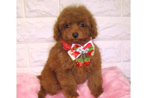 成約済の茨城県のトイプードル-89625の3枚目