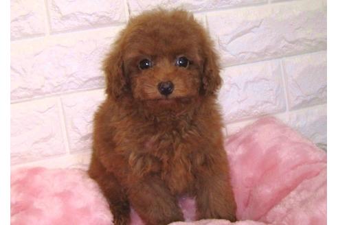 成約済の茨城県のトイプードル-89625の2枚目