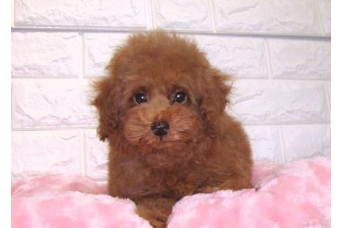 成約済の茨城県のトイプードル-89626の1枚目