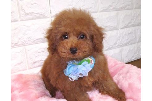 成約済の茨城県のトイプードル-89626の3枚目