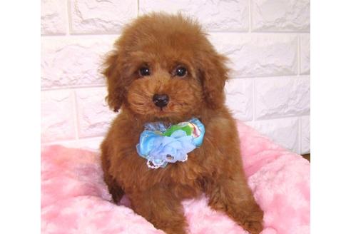 成約済の茨城県のトイプードル-89626の2枚目