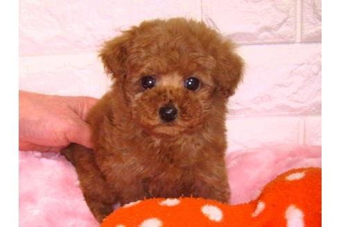 成約済の茨城県のトイプードル-89627の1枚目