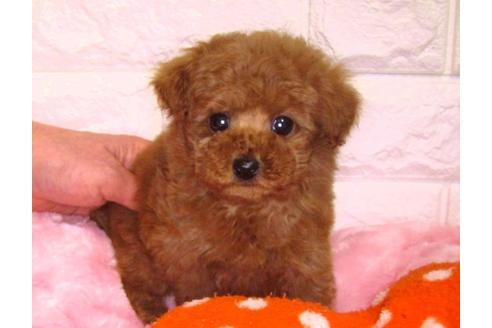 成約済の茨城県のトイプードル-89627の3枚目