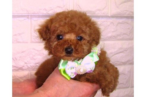 成約済の茨城県のトイプードル-89627の2枚目