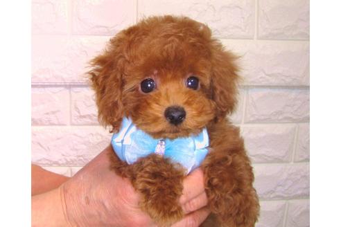 成約済の茨城県のトイプードル-89628の1枚目