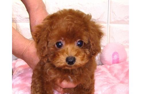 成約済の茨城県のトイプードル-89628の2枚目