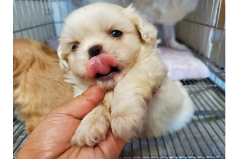 成約済の愛知県のペキニーズ-89632の1枚目