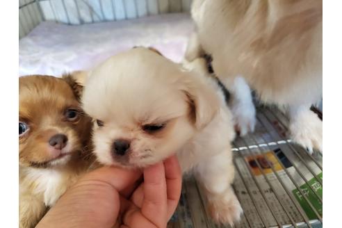 成約済の愛知県のペキニーズ-89632の5枚目