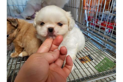 成約済の愛知県のペキニーズ-89632の4枚目