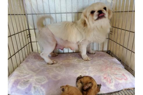 成約済の愛知県のペキニーズ-89632の2枚目