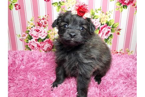 成約済の秋田県のミックス犬-89686の5枚目