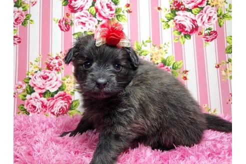 成約済の秋田県のミックス犬-89686の4枚目