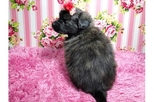 成約済の秋田県のミックス犬-89686の3枚目