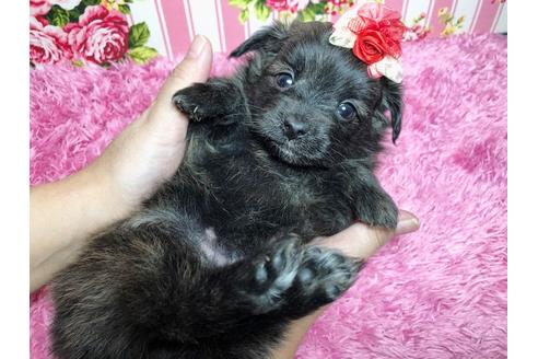 成約済の秋田県のミックス犬-89686の2枚目
