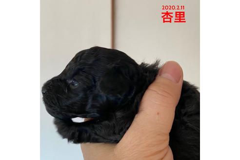 成約済の福岡県のタイニープードル-88998の5枚目