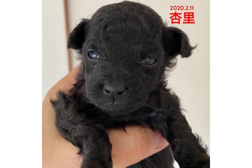 成約済の福岡県のタイニープードル-88998の1枚目