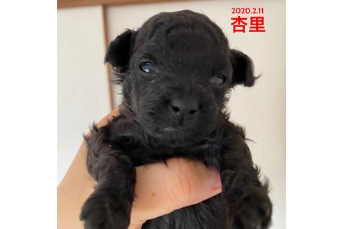 成約済の福岡県のタイニープードル-88998の4枚目