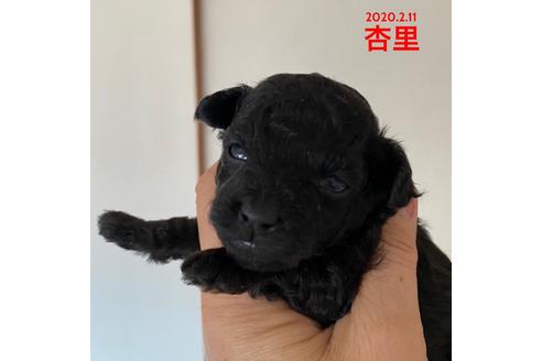 成約済の福岡県のタイニープードル-88998の2枚目