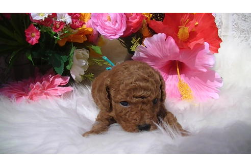 成約済の福岡県のタイニープードル-89013の17枚目