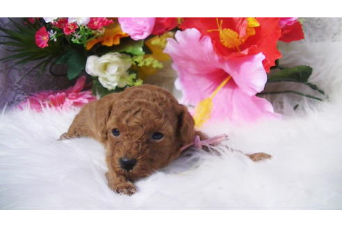 成約済の福岡県のタイニープードル-89014の1枚目