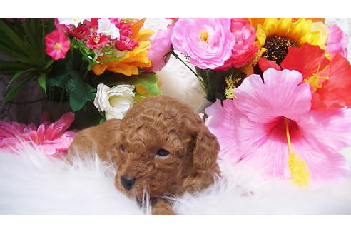 成約済の福岡県のタイニープードル-89014の4枚目