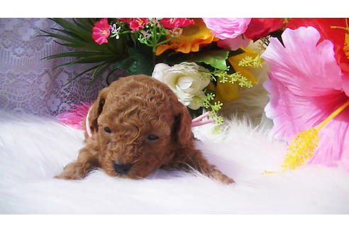 成約済の福岡県のタイニープードル-89014の3枚目