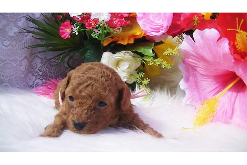 成約済の福岡県のタイニープードル-89014の2枚目