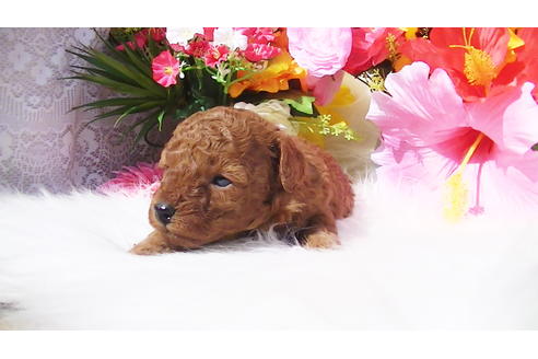 成約済の福岡県のタイニープードル-89017の14枚目