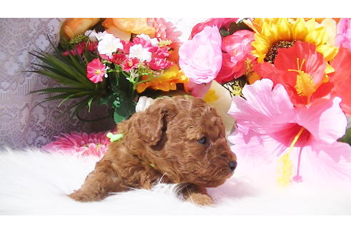 成約済の福岡県のタイニープードル-89017の13枚目