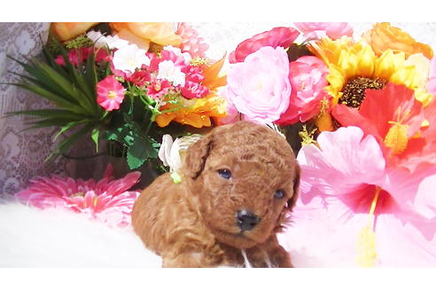 成約済の福岡県のタイニープードル-89017の12枚目