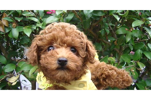 成約済の福岡県のタイニープードル-85459の4枚目