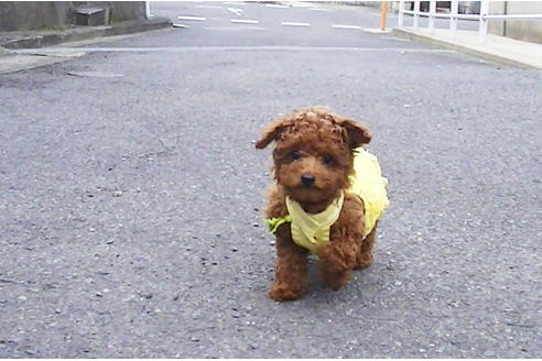 成約済の福岡県のタイニープードル-85459の3枚目