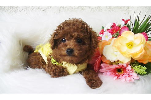 成約済の福岡県のタイニープードル-85459の1枚目