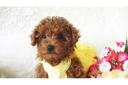 成約済の福岡県のタイニープードル-85459の2枚目