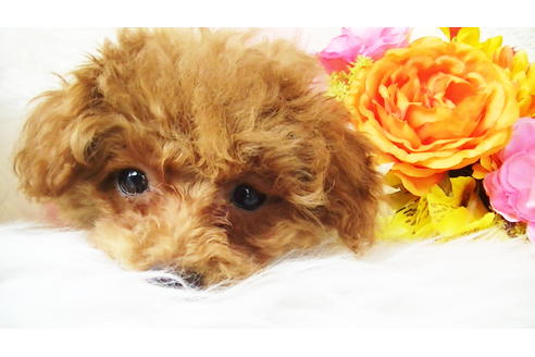 成約済の福岡県のティーカッププードル-84996の1枚目