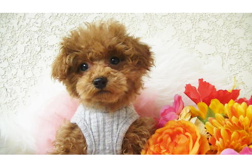 成約済の福岡県のティーカッププードル-84996の2枚目