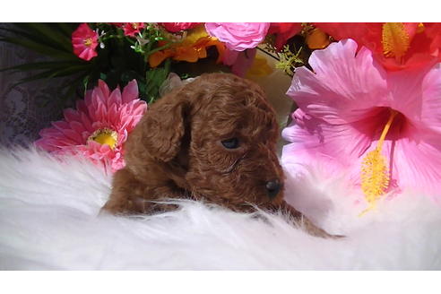 成約済の福岡県のタイニープードル-89016の10枚目