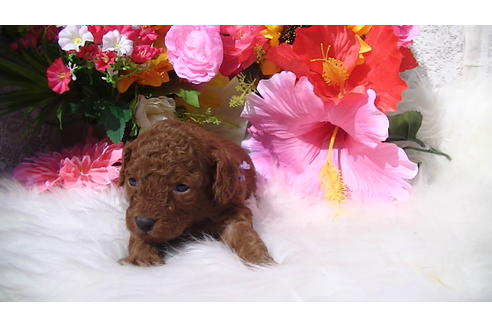 成約済の福岡県のタイニープードル-89016の9枚目