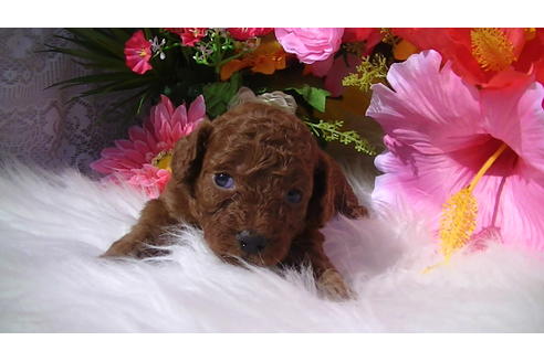 成約済の福岡県のタイニープードル-89016の8枚目