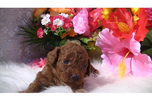 成約済の福岡県のタイニープードル-89016の7枚目