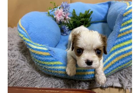 成約済の栃木県のキャバリアキングチャールズスパニエル-89719の2枚目