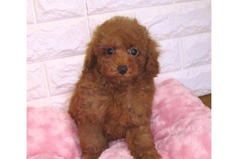 成約済の茨城県のトイプードル-89732の2枚目