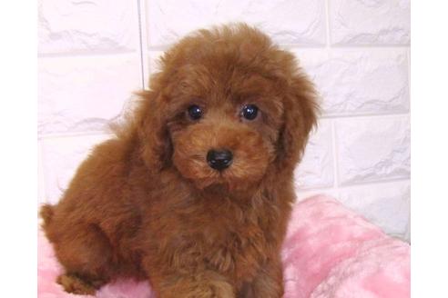 成約済の茨城県のトイプードル-89734の1枚目