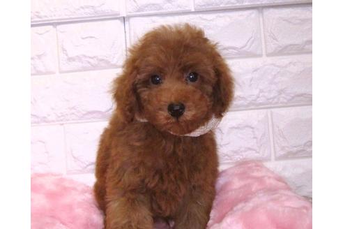 成約済の茨城県のトイプードル-89734の3枚目