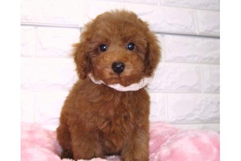 成約済の茨城県のトイプードル-89734の2枚目