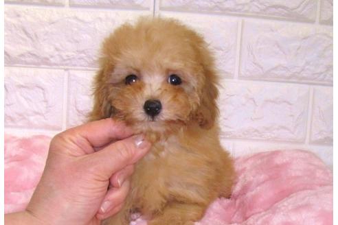 成約済の茨城県のトイプードル-89738