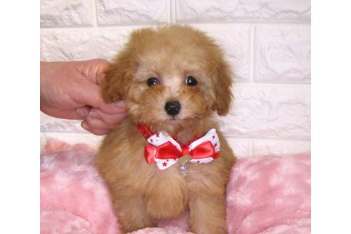 成約済の茨城県のトイプードル-89738の3枚目